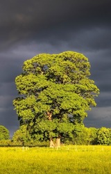 A tree with lush foliage against a background of thunderclouds. Tree on dark sky background