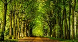 Alley tunnel of trees landscape. Park alley walk. Tunnel of trees in park alley. Beautiful park alley landscape