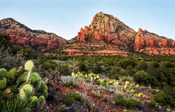 Cactus desert in the canyon. Canyon desert with cactuses. Canyon cactus desert landscape. Red canyon desert scene