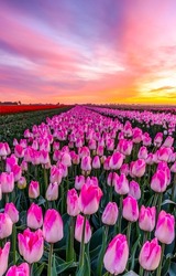 A field of pink tulips at dawn. Pink tulip flowers at dawn. Sunrise over tulip field. Tulip farm at dawn