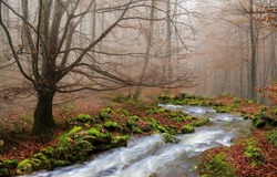 A fast stream in the autumn forest. Autumn forest stream in fog. Misty forest river stream in autumn. Forest stream in autumn