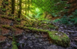 In the thicket of the wild forest. Mossy wild forest landscape. Green moss in wilderness. Deep forest scene