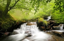 Stream waterfall in the forest. Forest river waterfall. Forest stream waterfall. Waterfall stream in forest