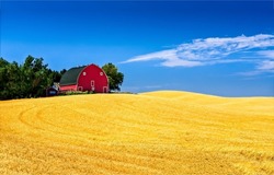 Barn house in a wheat field. Wheat field landscape. Wheat field in clear day. Wheat field - blue sky