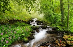 A stream in the forest. Waterfall stream in forest. Forest stream flow. Cold creek flowing