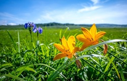 Yellow flowers on a summer meadow. Summer meadow flowers. Flowers in meadow grass. Summer flowers