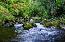 A forest stream flows over rocks. Forest waterfall stream. Forest stream flowing. River stream in forest