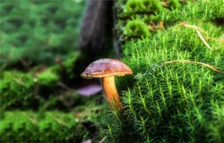 Mushroom in the moss in the forest. Mushroom in moss. Mushroom closeup. Mushroom in forest moss