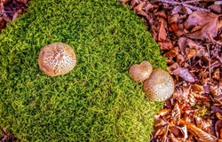 Mushrooms in the moss of the autumn forest. Mushrooms in moss top view. Autumn scene with mushrooms in green moss. Mushrooms in green moss