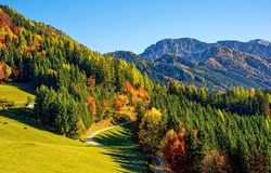 Beautiful autumn in the mountain forest. Autumn mountain forest landscape. Autumn mountain panorama. Autumn in mountains