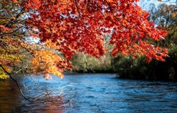 Branches with autumn foliage lean over the river. Red autumn on forest river. River trees with red autumn leaves