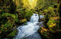 Waterfall stream in the autumn forest. Forest waterfall stream. Autumn forest stream waterfall. Forest stream flowing