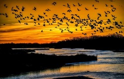 A flock of cranes in the sky at sunset. Cranes in sunset sky. Crane flock in sunset sky. Birds in sky at sunset