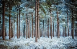 Frost in the pine forest. Pinewood in frost. Pine tree forest in frost. Frost pine forest background