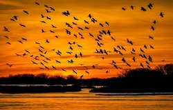 A flock of birds in the sky at sunset. Birds in sunset sky. Crane flock in sunset sky. Cranes silhouettes in sky at sunset