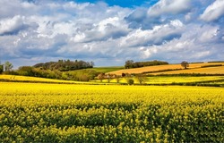 Rapeseed field on agricultural land. Agriculture rapeseed field landscape. Rapeseed field landscape. Yellow rapeseed field landscape