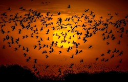 A flock of birds in the sky at sunset. Birds in sunset sky. Crane flock in sunset sky. Cranes in sky at sunset