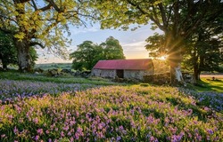 In the summer on the farm at dawn. Early morning farm at dawn. Meadow flowers in early morning dawn. Meadow flowers at dawn