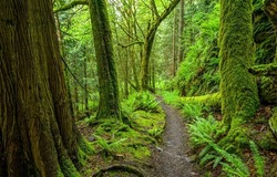 A path in a mossy forest. Forest path way. Path in forest. Forest path view