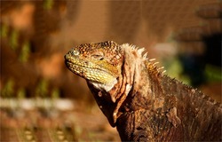 Portrait of an iguana close-up. Iguana lizard. Iguana in nature. Iguana portrait
