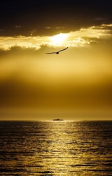 A seagull in the sunset sky over the sea. Sunset sky seagull silhouette. Seagull in sunset sky. Sunset sky clouds