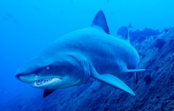 Shark hunts in the depths of the sea. Shark - killer of the deep sea. Shark attack. Shark underwater