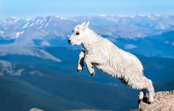 White mountain baby goat jumps. Baby goat in nature. Cute baby goat. White baby goat in mountains