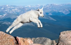 White mountain baby goat jumps. Baby goat jumping. Mountain baby goat in nature. Mountain baby goat