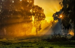 Yellow sunrise in morning forest nature view