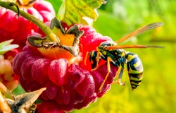Insect wasp fooded garden raspberry