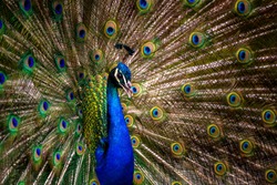 Peacock tail. Elegant colourful peacock portrait