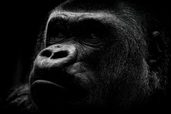 Portrait of a male gorilla close-up. Gorilla in dark. Gorilla nose. Gorilla macro portrait