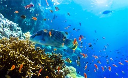 Under sea fish in blue ocean water