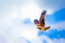 Hawk fly in sky. Hawk wings