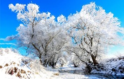 Trees in winter snow landscape. Winter snow trees landscape