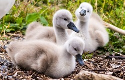 Newborn swan chicks in the nest. Swan chicks portrait. Swan chicks in nest. Swan chicks
