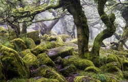 Stones covered with moss in a mossy forest. Mossy forest rocks. Mossy rocks in forest