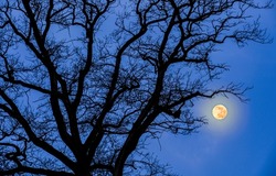 Full moon in the branches of a tree. Full moon light in night sky. Full moon in night sky. Full moon sky