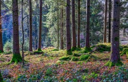 Trees in the mossy autumn forest. Mossy forest trees. Forest green moss. Mossy forest trees background