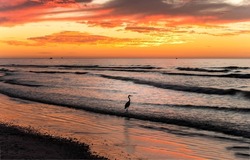 A lonely bird on the seashore at dawn. Sea bird on beach at dawn. Sea bird at dawn. Sunrise over seashore