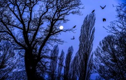A crow on a tree at night on a full moon. Crow in the night sky among the branches of tree