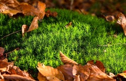 Green moss in the forest close-up. Green moss. Forest green moss. Moss macro scene