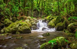 Forest waterfall on mossy stones. Mossy forest waterfall