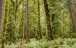 Trees in the rainforest background. Mossy green rainforest. Rainforest trees view. Rainforest scene