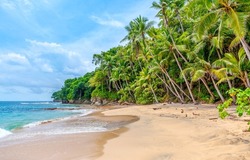 Sandy tropical beach with palm trees. Tropical palm beach scene. Palm beach landscape. Sandy palm beach view