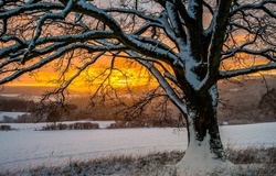A tree on the background of a winter sunset. Winter sunset scene. Tree at winter sunset. Sunset tree in winter snow scene