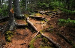 Tree roots in the ground. Roots of trees. Tree roots in ground. Forest tree roots