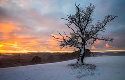 A tree on the background of a winter dawn. Winter dawn landscape. Beautiful sunrise in winter. Winter sunrise view