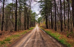Deep forest road in autumn. Autumn deep forest road landscape