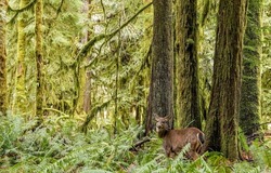 Deer fawn animal on forest background